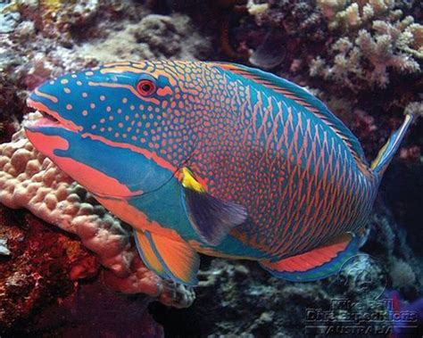 Top 10 Most Beautiful And Colorful Fish Ocean Animals Colorful Fish