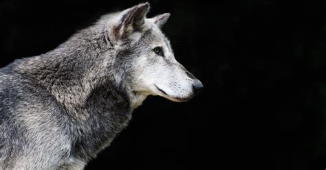 Congress Gray Wolves Still Endangered In Michigan