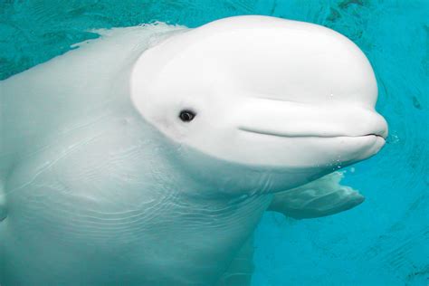 The Georgia Aquarium Will Not Appeal Beluga Decision Images of spring wallpapers (20 wallpapers).