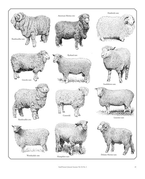 Breeds Of Sheep Small Farmers Journalsmall Farmers Journal