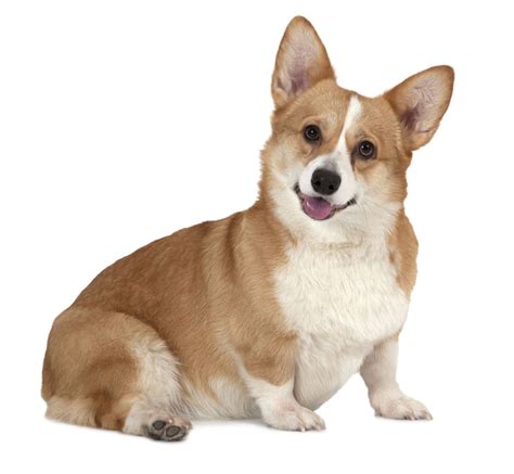 Pembroke Welsh Corgis Dog Breed Info Photos Common Names And More