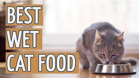 Wet food options can be up to 75% water. Best Wet Cat Food: TOP 10 Wet Cat Foods of 2017 - YouTube