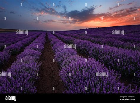 Lavender Fields Beautiful Image Of Lavender Field Summer Sunrise