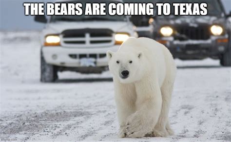 Polar Bear In Texas Imgflip