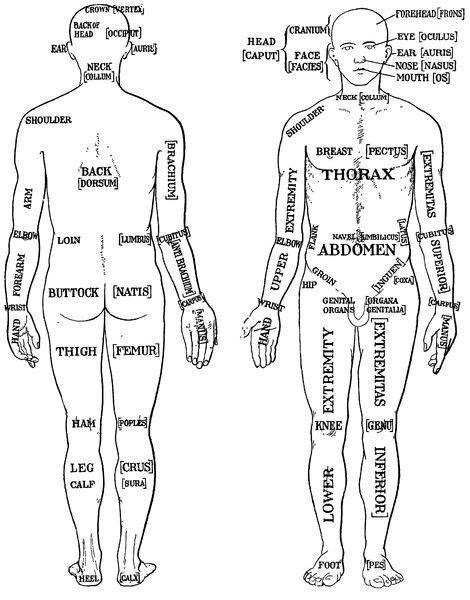 Ramas De La Anatomia Anatomia Del Cuerpo Cuerpo Humano Anatomia