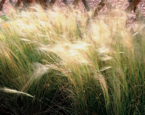 A wide variety of tall straws options are available to you, such as material, feature, and plastic type. Mexican Feather Grass - Nassella (formerly Stipa ...
