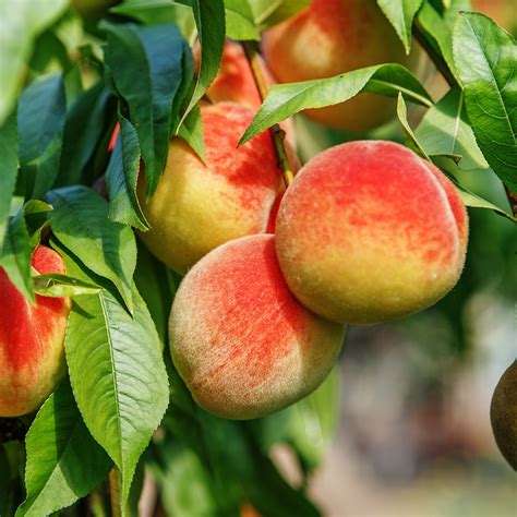 Remove any mulch from around the base of the tree to avoid attracting rodents and place a mouse guard around the trunk if necessary. Summer Fruit Tree Pruning | Elite Tree Care