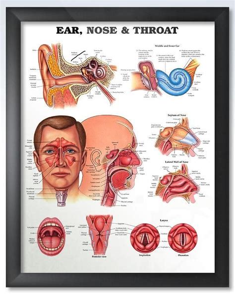 Ear Nose And Throat Chart 20x26 Throat Anatomy Ear Anatomy Anatomy
