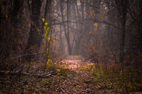 Free Images Bright Colors Daylight Environment Fog Forest