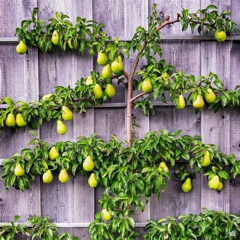 Six Self Fruiting Pear Varieties Grafted To One Tree Are Pruned To An