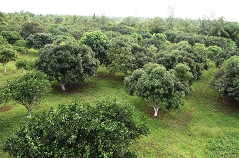 The ultra high density mango planting orchard appears to be the most appropriate answer to overcome low productivity and long gestation period for early returns and export of mangoes. Fruit trees to buy - Forty Trees Farm