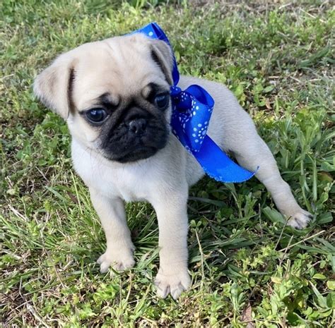 I almost did the same and good i waited. Cheap Pug Puppies For Sale near me in Usa Canada Au Eu
