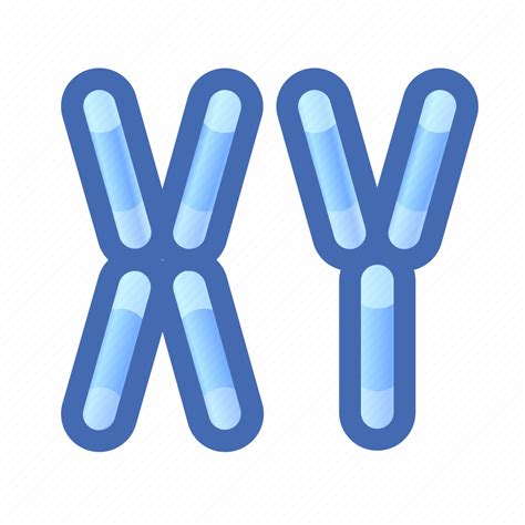 Chromosomes Gene Xy Icon Download On Iconfinder