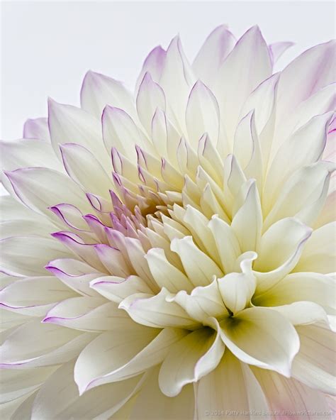 Magenta purple with white edged, bicolour, 5 inches wide blooms, showy, colourful location: New Photo: Petals of a Purple and White Dahlia ...
