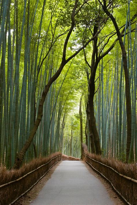 The 34 Most Beautiful Forests In The World Id Love To