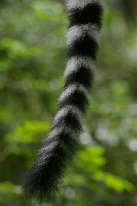 Ring Tailed Lemur Tail Zoochat