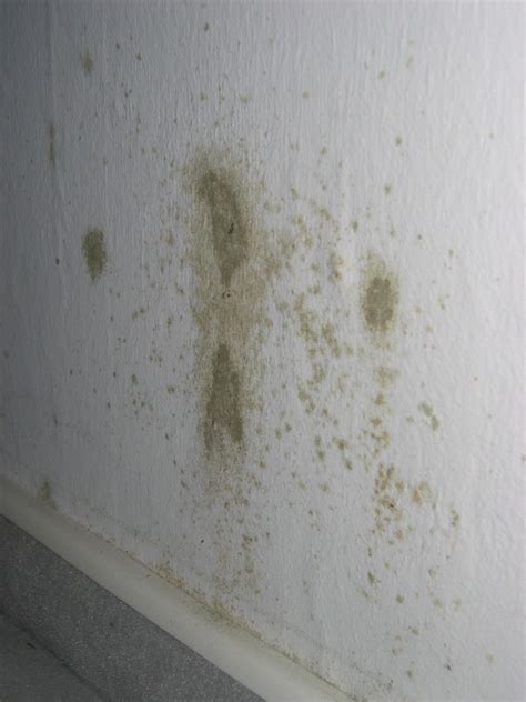 Ich miete eine wohnung in der schellingstraße. Ursachen von Schimmel & Schimmelpilzen an der Wand | 21 Grad