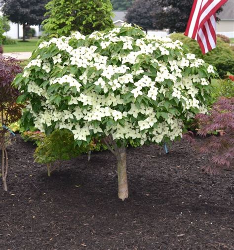 Ornamental Trees For Small Gardens