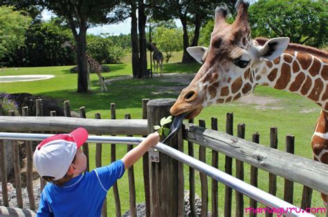 feed giraffe (1280x853) • Mamaguru