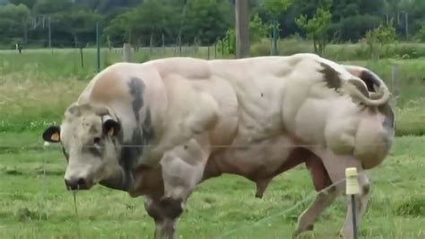 This Bull Has Been Bred For Its Enormous Muscles Youtube Breeds