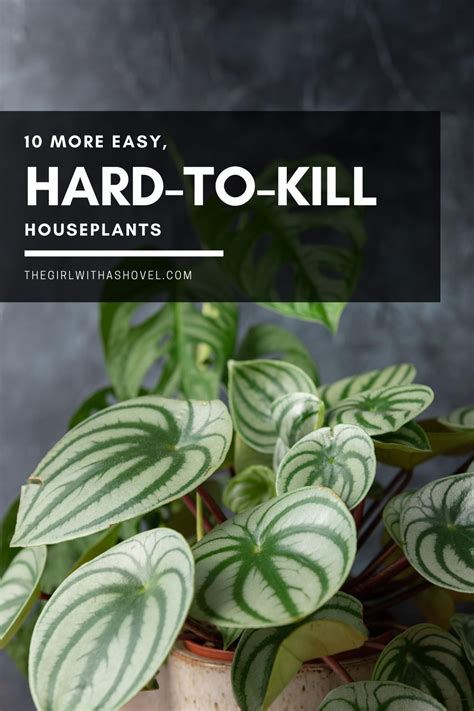 10 Easy Hard To Kill Houseplants Common Garden Plants Houseplants
