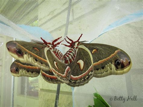 Would You Like To Raise A Cecropia Moth Betty Hall Photography