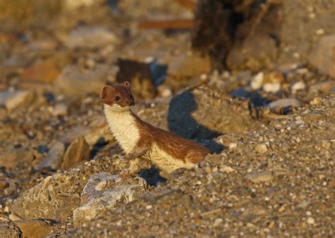 Stoat This Short Tailed Weasel Showed Up Right Behind Me W Flickr