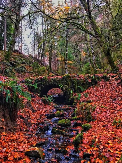 Reelig Forest In Autumn Scotland Near Inverness Beautiful Places