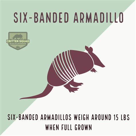 Six Banded Armadillo Fact Sheet Cswd