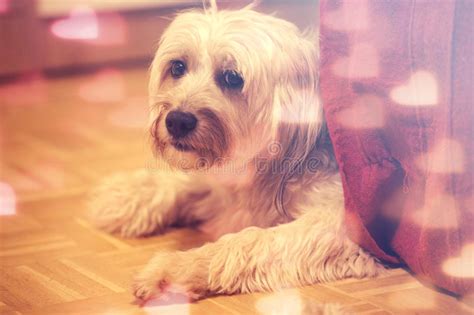 + add free dog classifieds. Adorable valentine dog stock photo. Image of maltese ...