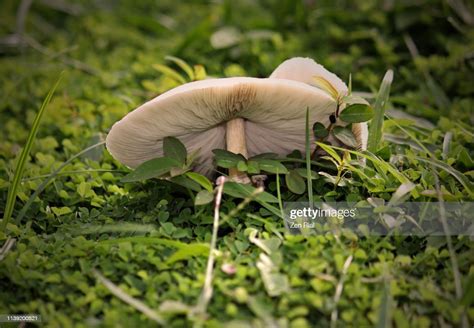 White Mushroom Growing In Grass Area Shows Underside High Res Stock