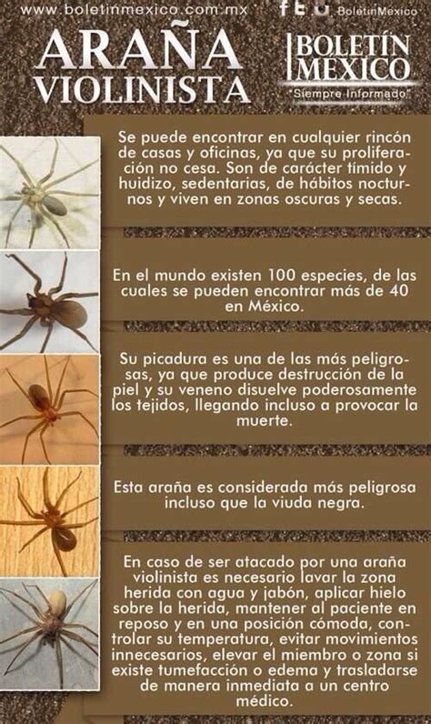 Descubre las principales características de tortugas marinas en su día mundial. Araña violinista | Animals Environment | Pinterest | Tags ...