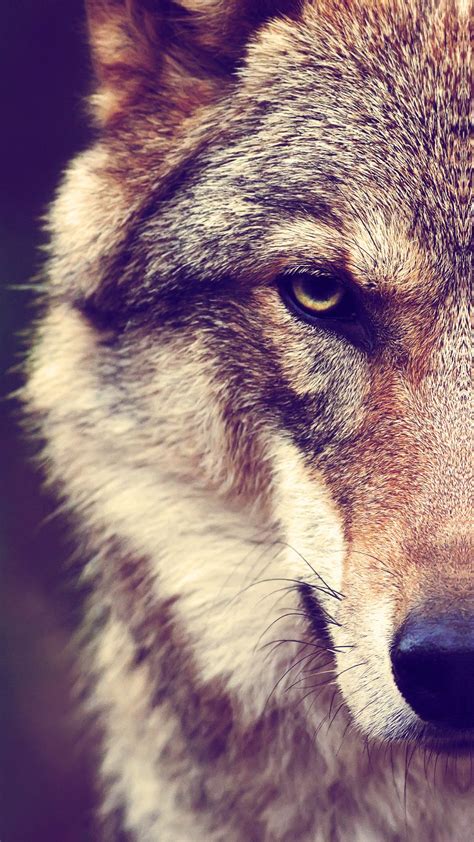 Wolf Iphone Wallpapers Top Free Wolf Iphone Backgrounds Wallpaperaccess