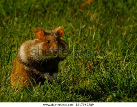 Alert Upright European Field Hamster Big Stock Photo 1617969289