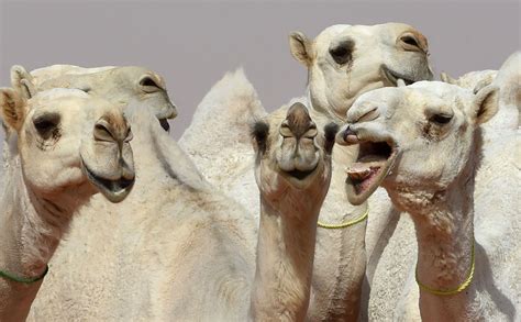 12 Camels Disqualified From Beauty Pageant In Saudi Arabia For Getting