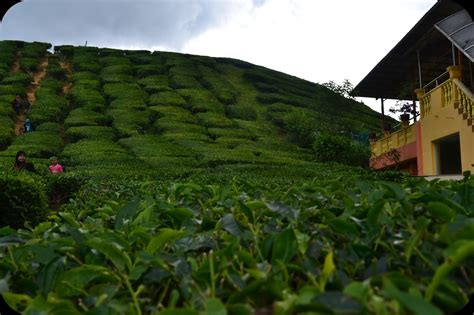 The headquarters are located at thanikachalam road, t. MY ALL: Cuti2 Cameron Highlands: Ladang Teh Boh Bharat