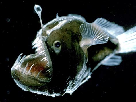 Angler Fish Creature Degli Abissi Mare Profondo Immagini