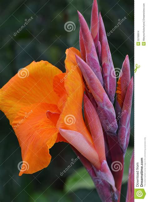 Orange Gladioli Stock Photo Image Of Delicate Gladioli 55768914