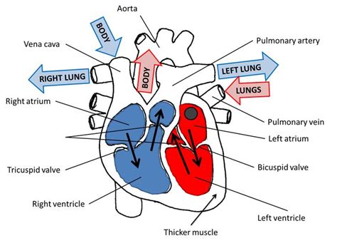 The Structure Of The Heart Heart Structure Tricuspid Valve Anatomy