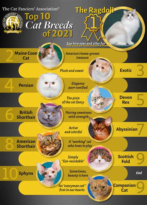 The Top 10 Most Popular Cat Breeds In The World