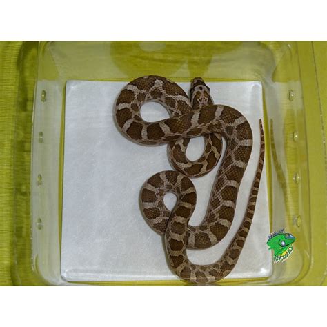 Hypo Prairie Rat Snake Baby Strictly Reptiles Inc