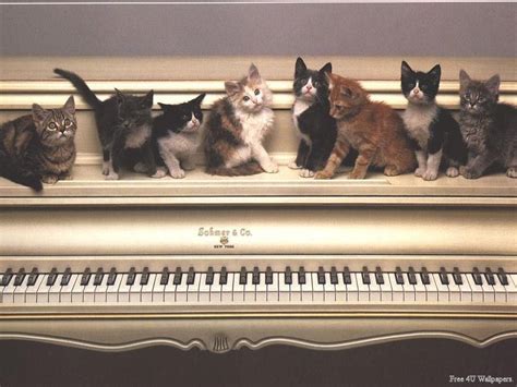 Piano Cats Domestic Animals Wallpaper 2586311 Fanpop