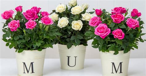 When Is Mothers Day In America 5 Best Flower Deals Ahead Of
