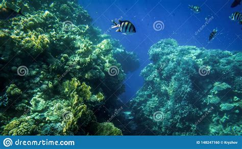 Foto Subaqu Tica Bonita Dos Lotes Dos Peixes Tropicais Coloridos Que