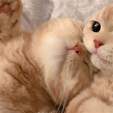 5 Pp Couple Kucing Aesthetic Terpisah Lucu Dan Bareng Bestie 2023