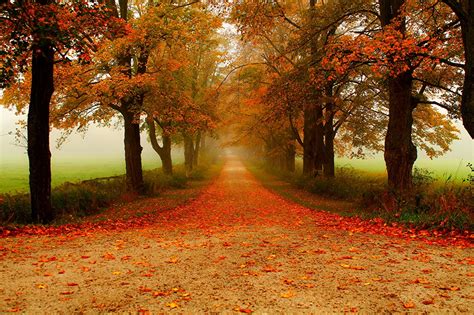 Desktop Hintergrundbilder Blattwerk Natur Allee Herbst Parks Bäume