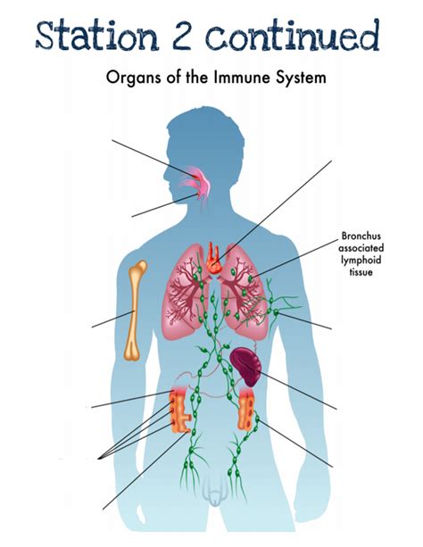 Organs Of Immune System Diagram Quizlet