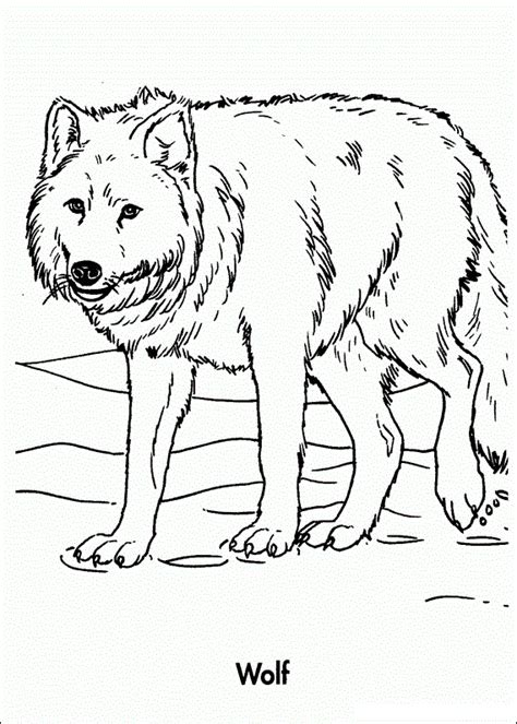 Its muzzle is long and sharp. Free Printable Wolf Coloring Pages For Kids | Wolf colors ...