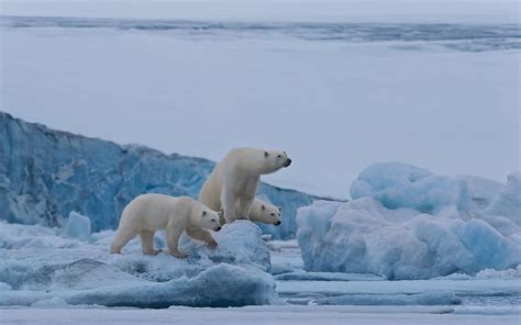 Polar Bears Of Svalbard Svalbard Spitsbergen Archipelago Norway