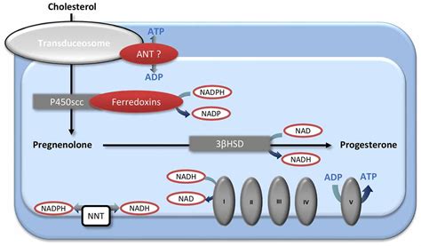 Frontiers Role Of Sex Hormones On Brain Mitochondrial Function With